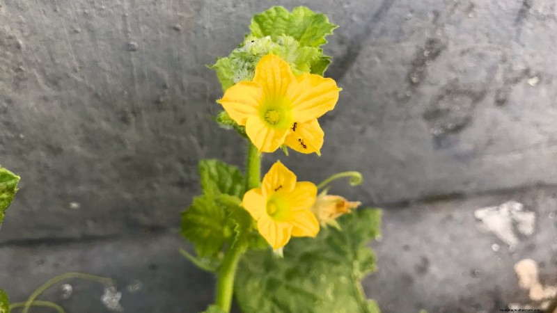Citroenkomkommers planten, kweken en verzorgen:deskundige gids 