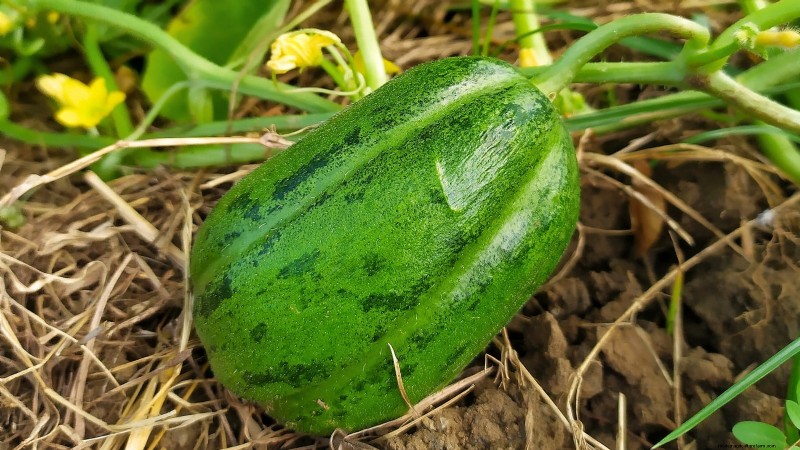 Citroenkomkommers planten, kweken en verzorgen:deskundige gids 