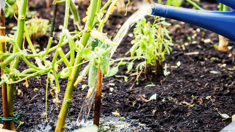 Citroenkomkommers planten, kweken en verzorgen:deskundige gids 