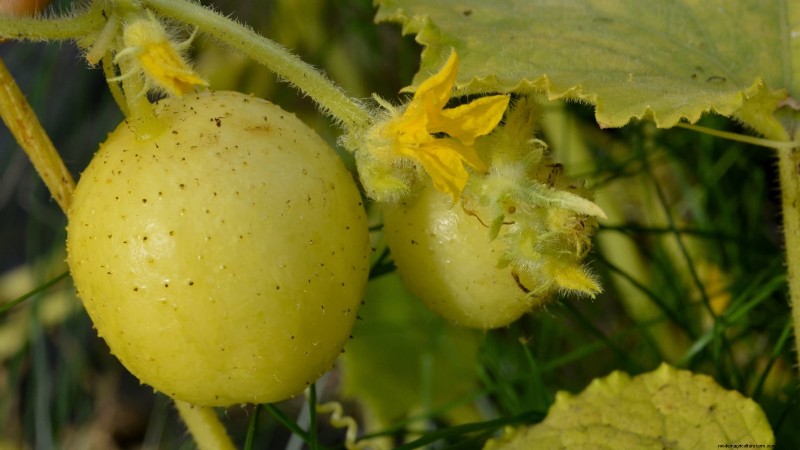 Citroenkomkommers planten, kweken en verzorgen:deskundige gids 