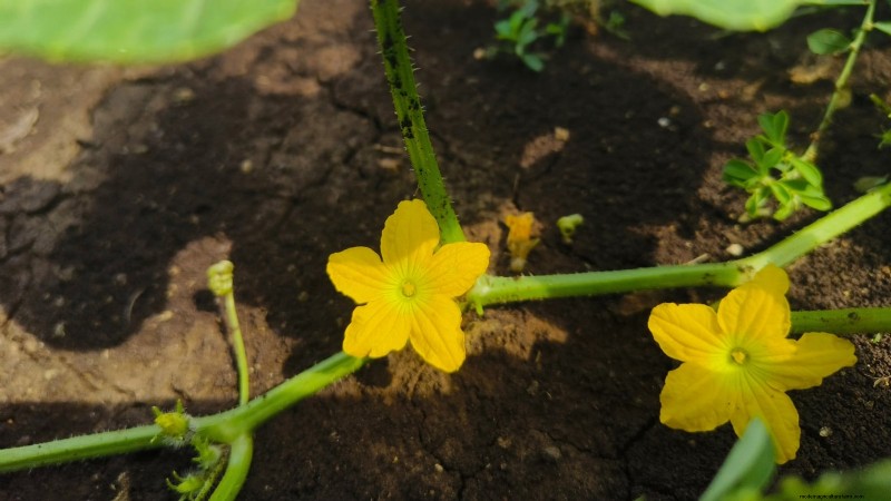 Citroenkomkommers planten, kweken en verzorgen:deskundige gids 