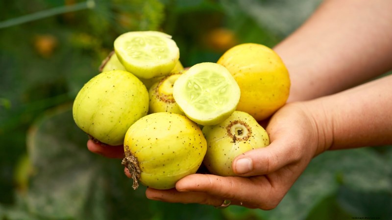 Citroenkomkommers planten, kweken en verzorgen:deskundige gids 