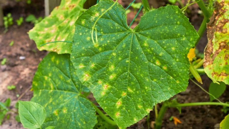 Citroenkomkommers planten, kweken en verzorgen:deskundige gids 
