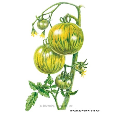 7 buitengewone tomatenrassen die uw tuin zullen transformeren 