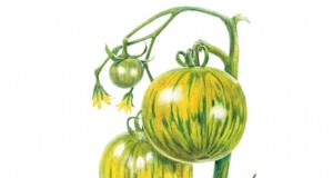 7 buitengewone tomatenrassen die uw tuin zullen transformeren 