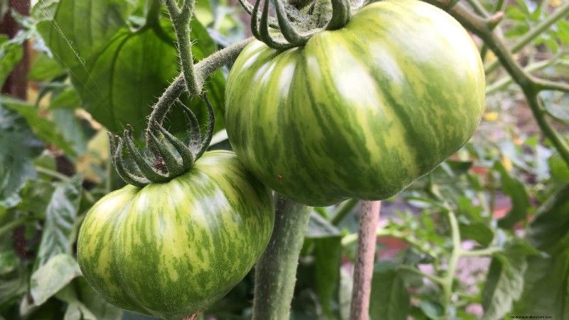 7 buitengewone tomatenrassen die uw tuin zullen transformeren 