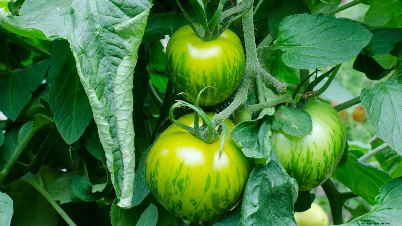 7 buitengewone tomatenrassen die uw tuin zullen transformeren 