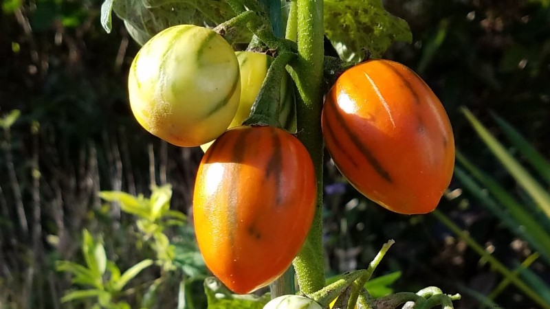7 buitengewone tomatenrassen die uw tuin zullen transformeren 