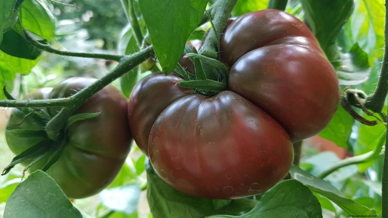 7 buitengewone tomatenrassen die uw tuin zullen transformeren 
