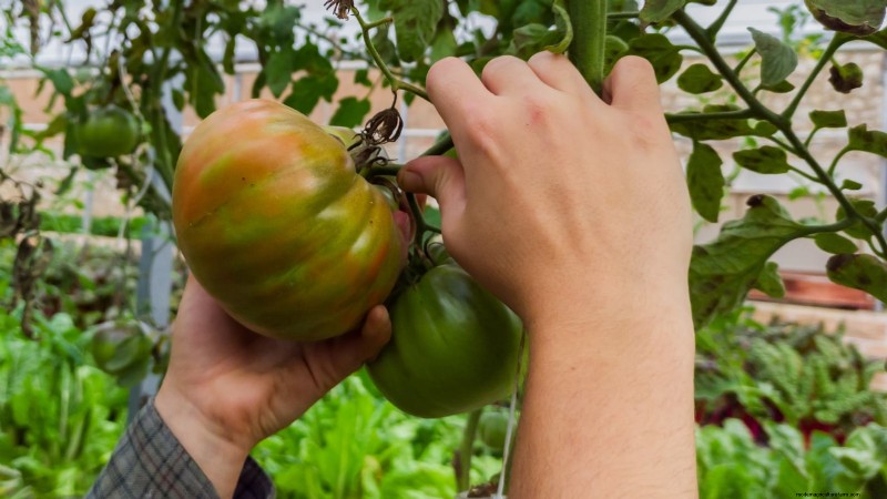 7 buitengewone tomatenrassen die uw tuin zullen transformeren 