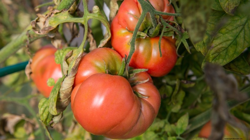 7 buitengewone tomatenrassen die uw tuin zullen transformeren 