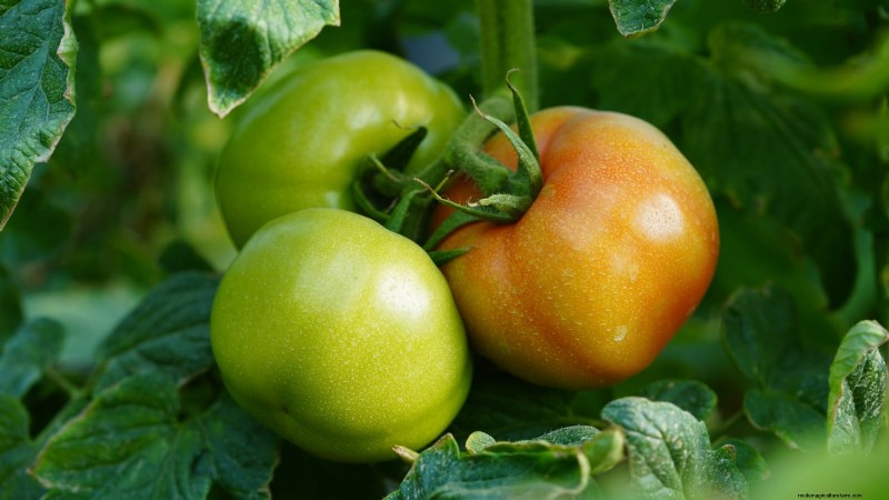 7 buitengewone tomatenrassen die uw tuin zullen transformeren 