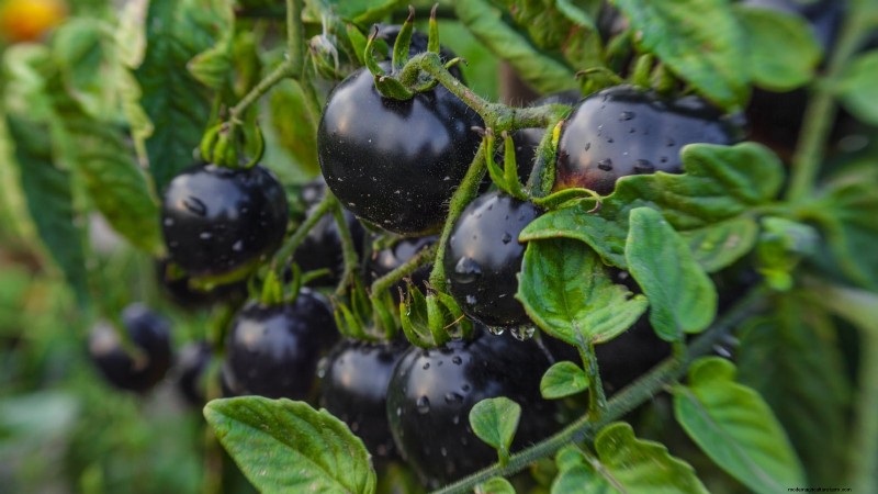 7 buitengewone tomatenrassen die uw tuin zullen transformeren 