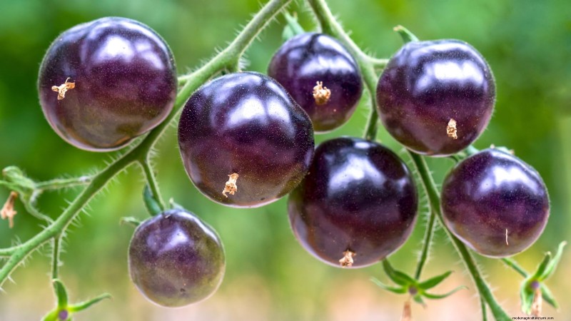 7 buitengewone tomatenrassen die uw tuin zullen transformeren 