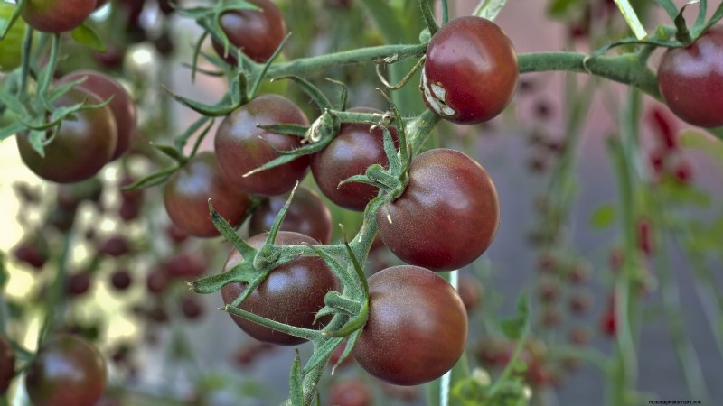 7 buitengewone tomatenrassen die uw tuin zullen transformeren 