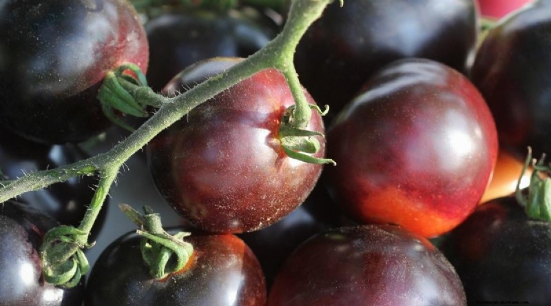 7 buitengewone tomatenrassen die uw tuin zullen transformeren 
