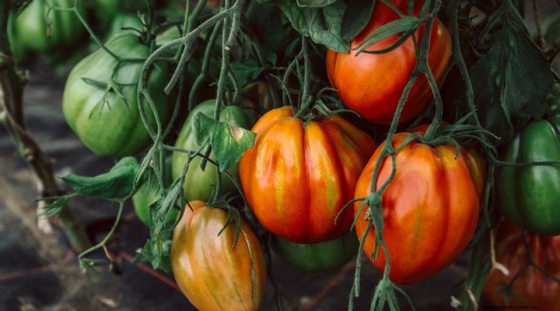 7 buitengewone tomatenrassen die uw tuin zullen transformeren 