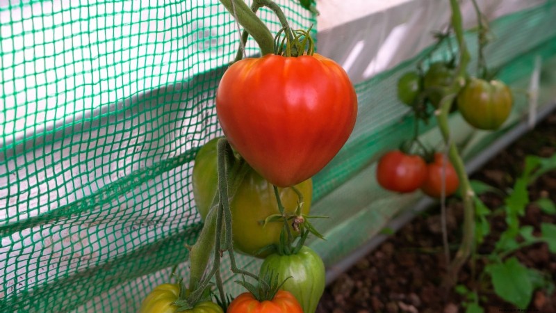 7 buitengewone tomatenrassen die uw tuin zullen transformeren 