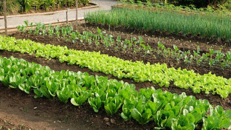 Vermijd deze 9 veelvoorkomende fouten in de moestuin in 2024 – deskundige tips voor succes 