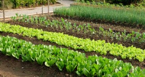 Avoid These 9 Common Vegetable Garden Mistakes in 2024 – Expert Tips for Success