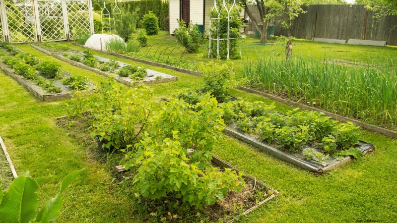 Vermijd deze 9 veelvoorkomende fouten in de moestuin in 2024 – deskundige tips voor succes 
