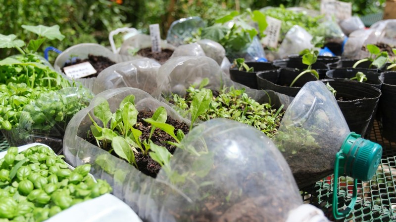 Vermijd deze 9 veelvoorkomende fouten in de moestuin in 2024 – deskundige tips voor succes 