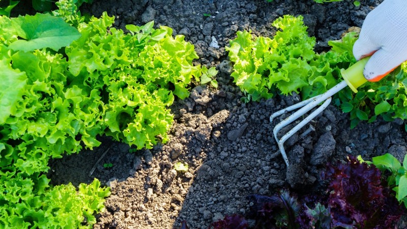 Vermijd deze 9 veelvoorkomende fouten in de moestuin in 2024 – deskundige tips voor succes 