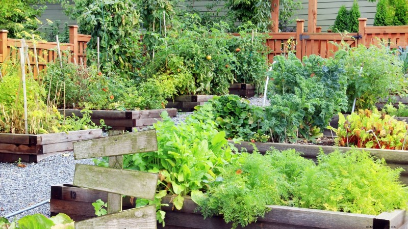 Vermijd deze 9 veelvoorkomende fouten in de moestuin in 2024 – deskundige tips voor succes 