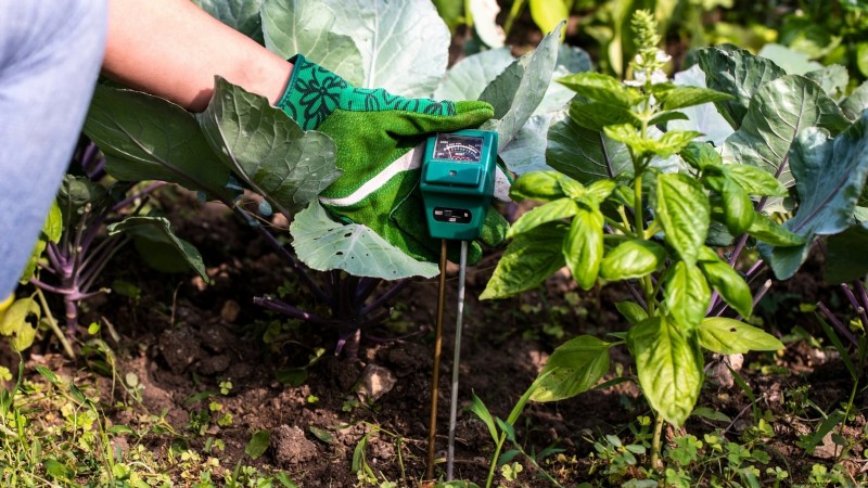 Vermijd deze 9 veelvoorkomende fouten in de moestuin in 2024 – deskundige tips voor succes 
