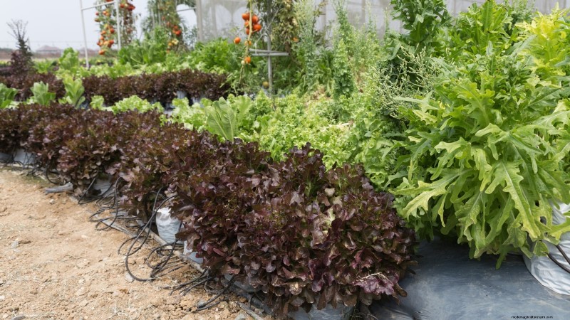 Vermijd deze 9 veelvoorkomende fouten in de moestuin in 2024 – deskundige tips voor succes 