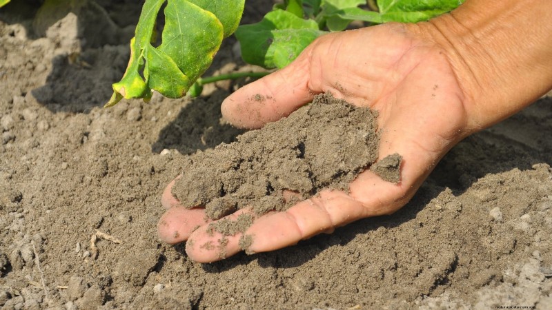 Vermijd deze 9 veelvoorkomende fouten in de moestuin in 2024 – deskundige tips voor succes 