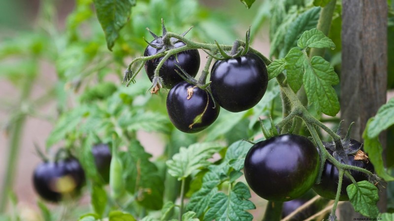 Ontdek 7 prachtige tomatenrassen die je niet mag missen