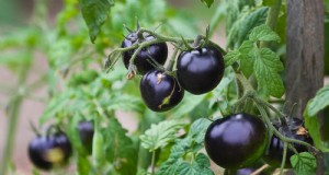 Ontdek 7 prachtige tomatenrassen die je niet mag missen 