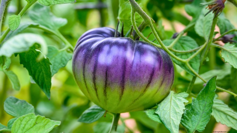 Ontdek 7 prachtige tomatenrassen die je niet mag missen