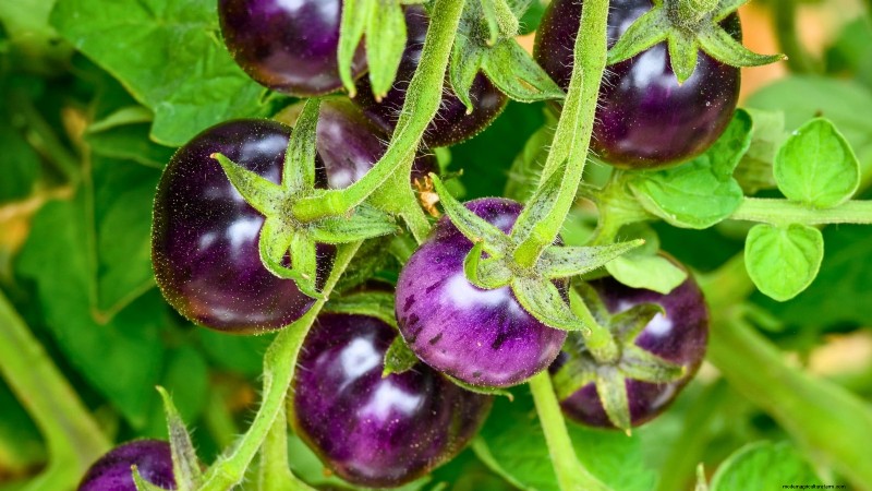 Ontdek 7 prachtige tomatenrassen die je niet mag missen