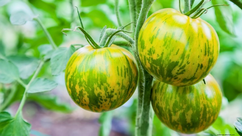 Ontdek 7 prachtige tomatenrassen die je niet mag missen