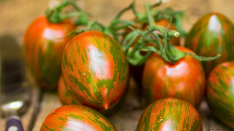 Ontdek 7 prachtige tomatenrassen die je niet mag missen