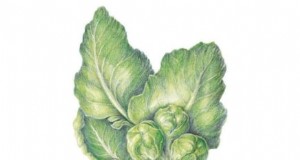 Rosenkohl im Hochbeet:Ein bewährter Leitfaden für eine nahrhafte Ernte 