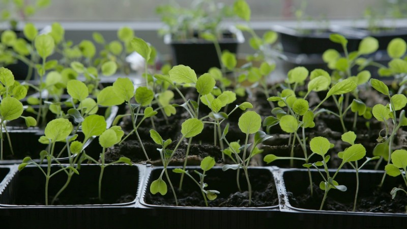 Spruitjes in verhoogde bedden:een bewezen gids voor een voedzame oogst 