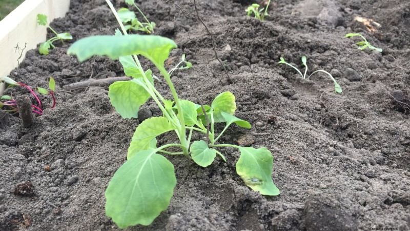 Spruitjes in verhoogde bedden:een bewezen gids voor een voedzame oogst 