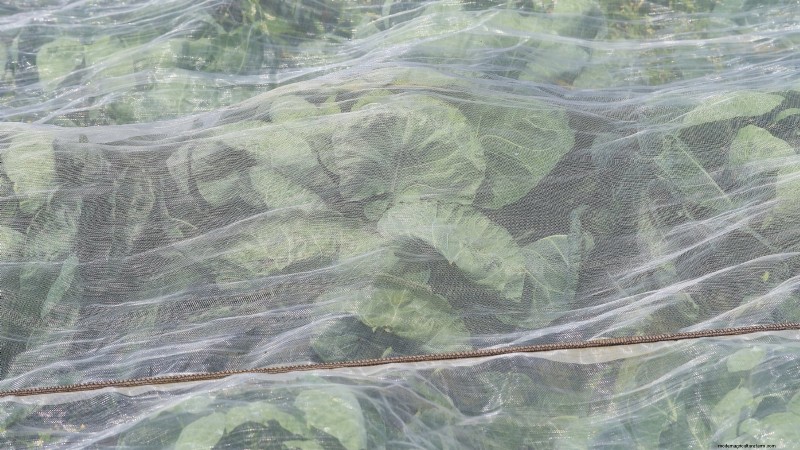 Spruitjes in verhoogde bedden:een bewezen gids voor een voedzame oogst 