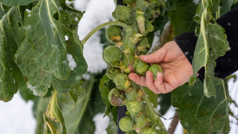 Spruitjes in verhoogde bedden:een bewezen gids voor een voedzame oogst 