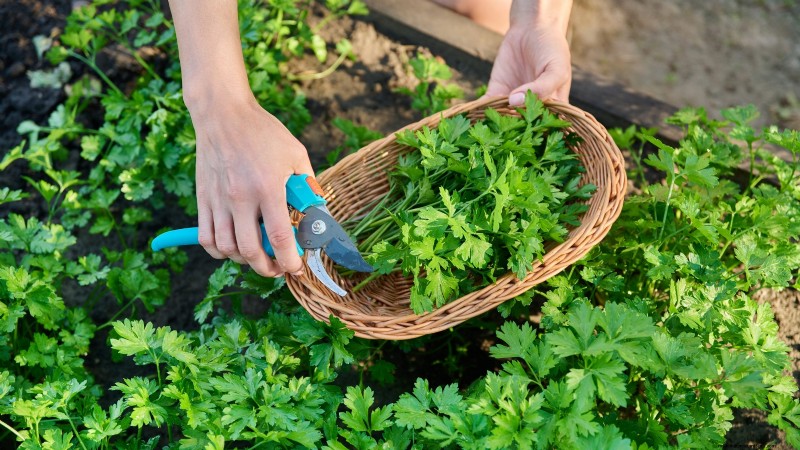 27 Essentiële planten voor een bloeiende moestuin met verhoogd bed