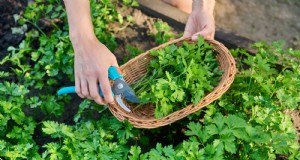 27 plantas essenciais para uma horta próspera com canteiro elevado 