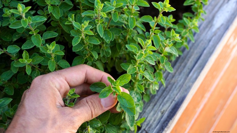 27 Essentiële planten voor een bloeiende moestuin met verhoogd bed