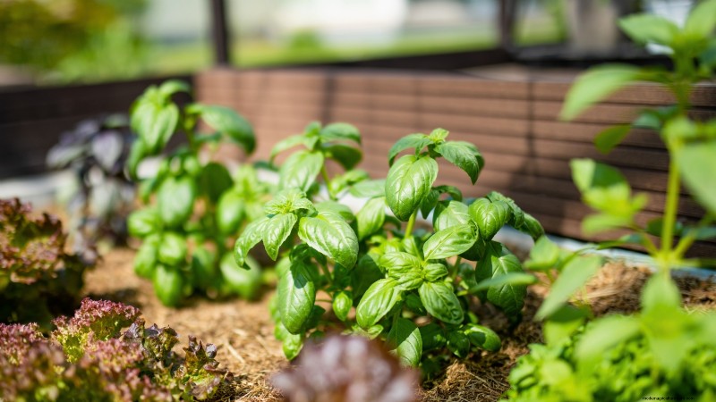 27 Essentiële planten voor een bloeiende moestuin met verhoogd bed