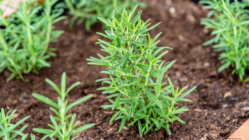 27 Essentiële planten voor een bloeiende moestuin met verhoogd bed