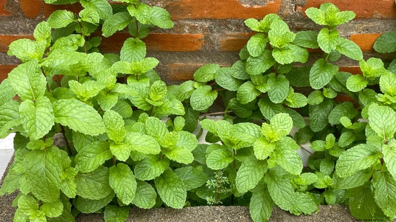 27 Essentiële planten voor een bloeiende moestuin met verhoogd bed