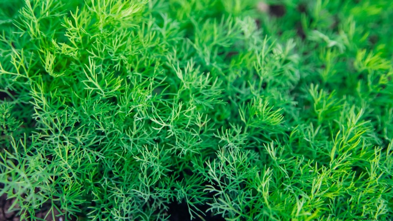 27 Essentiële planten voor een bloeiende moestuin met verhoogd bed