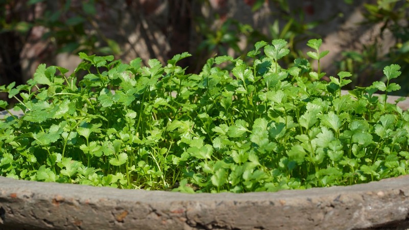 27 Essentiële planten voor een bloeiende moestuin met verhoogd bed